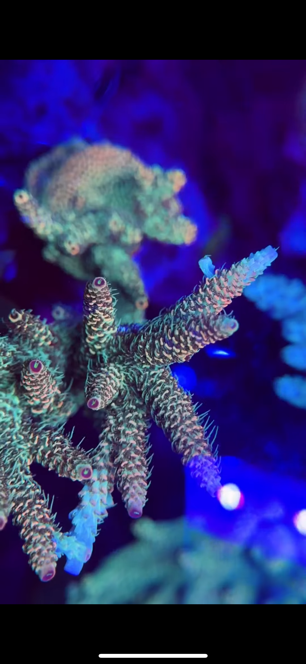 WYSIWYG SR Violet Flare Millepora Acropora