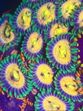 Laser Lemon Zoa