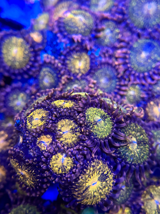 Pandora Zoa Frag