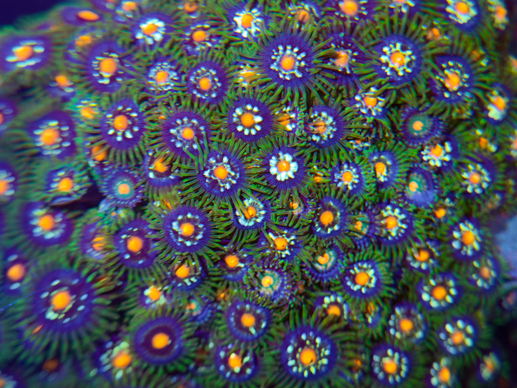 Stargazer Daisycutter Zoa