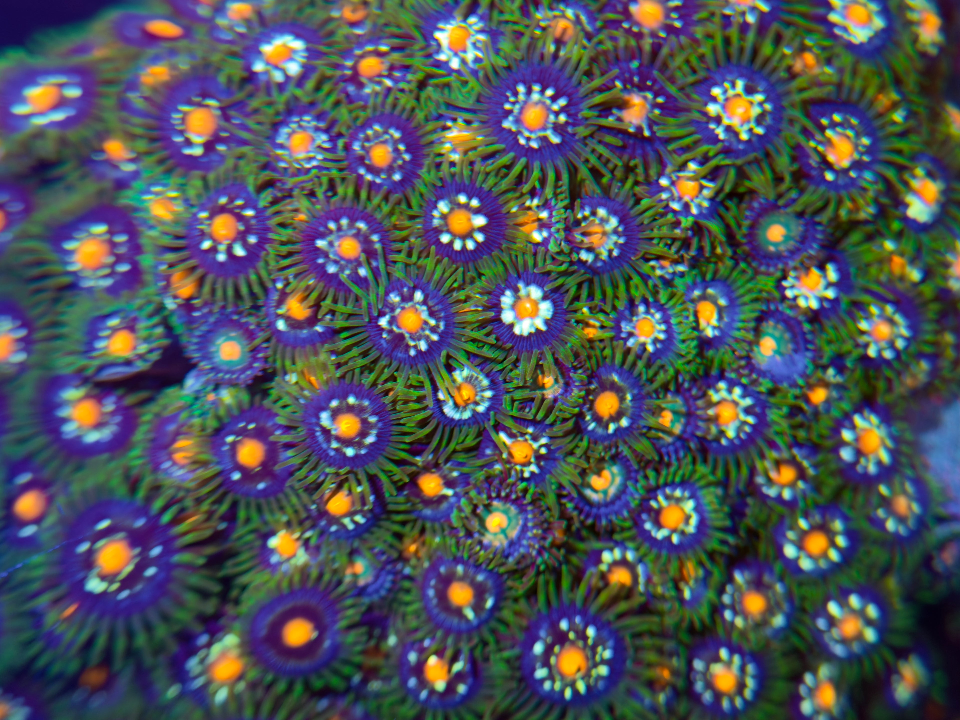Stargazer Daisycutter Zoa