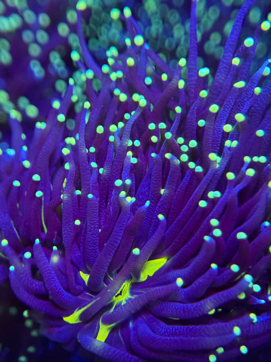 Purple Snake Skin Indo Torch Coral