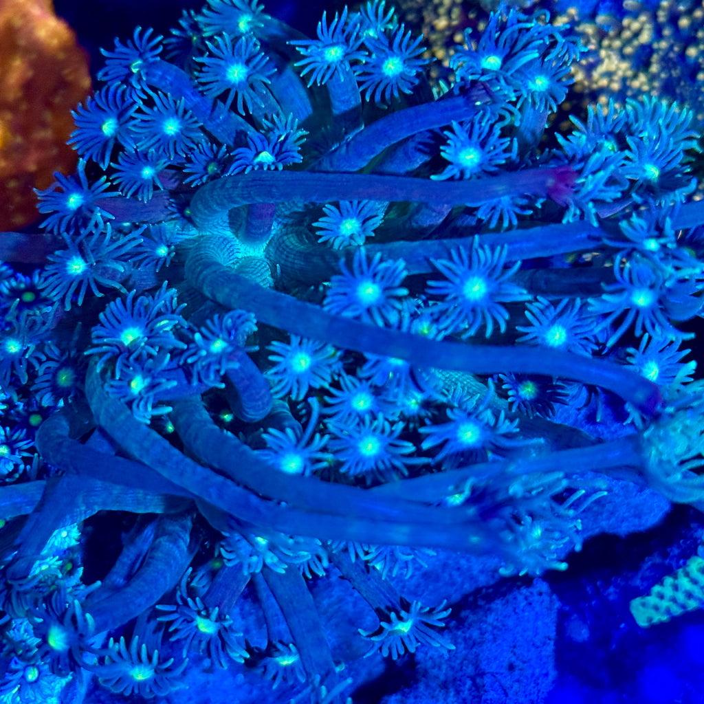 Goniopora sp.