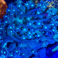 Goniopora sp.