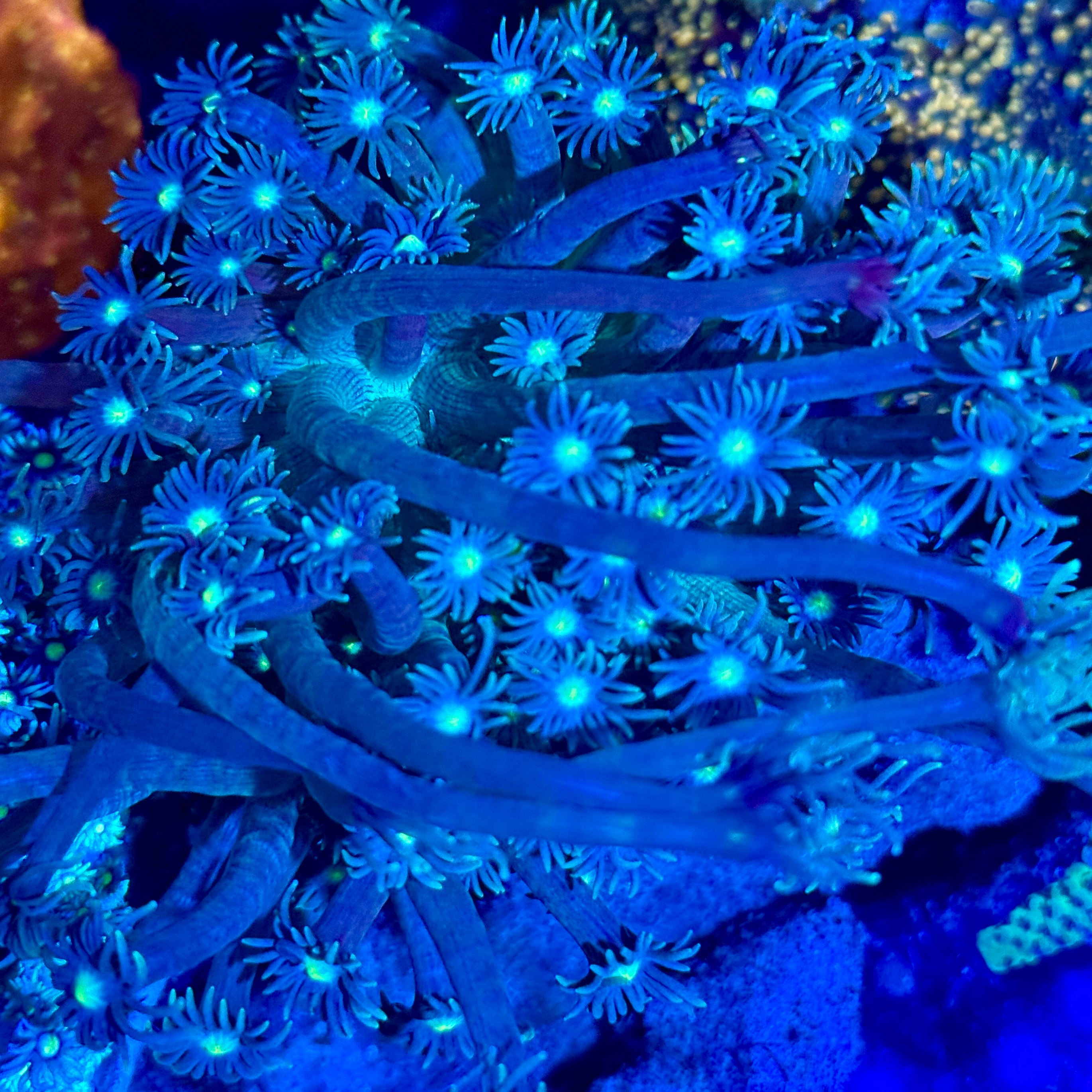Goniopora sp.