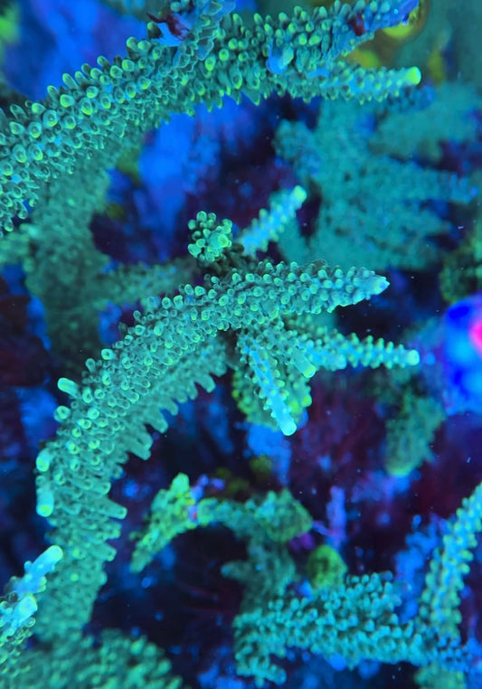 Yellowtip Staghorn Acropora