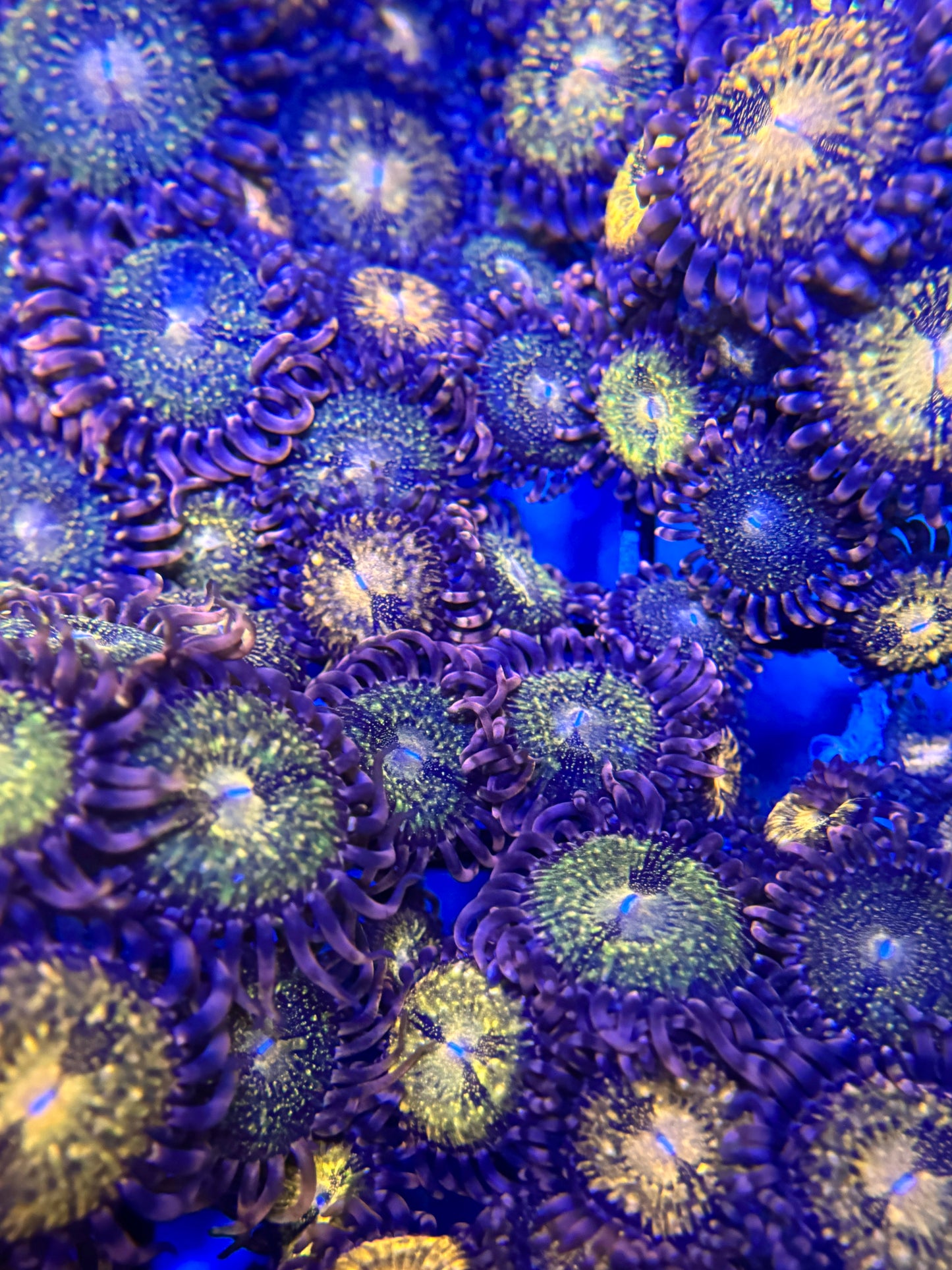 Pandora Zoa Frag