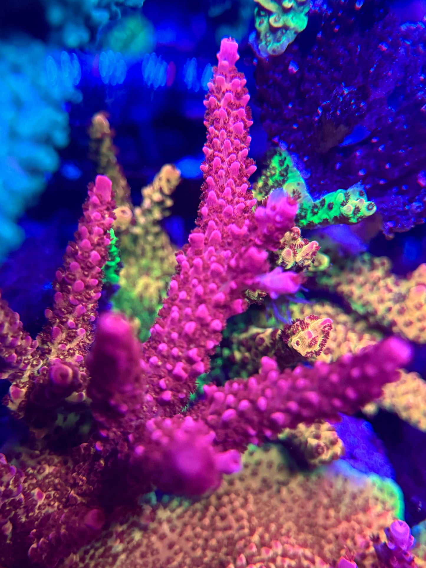 PC Rainbow Acropora