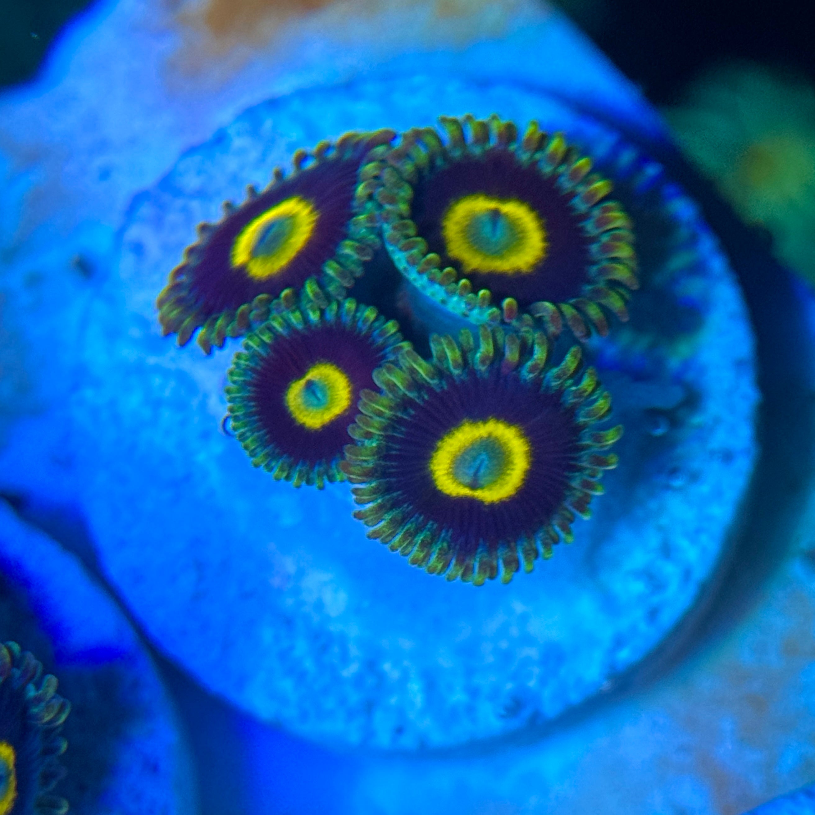 Green Hornet Zoa