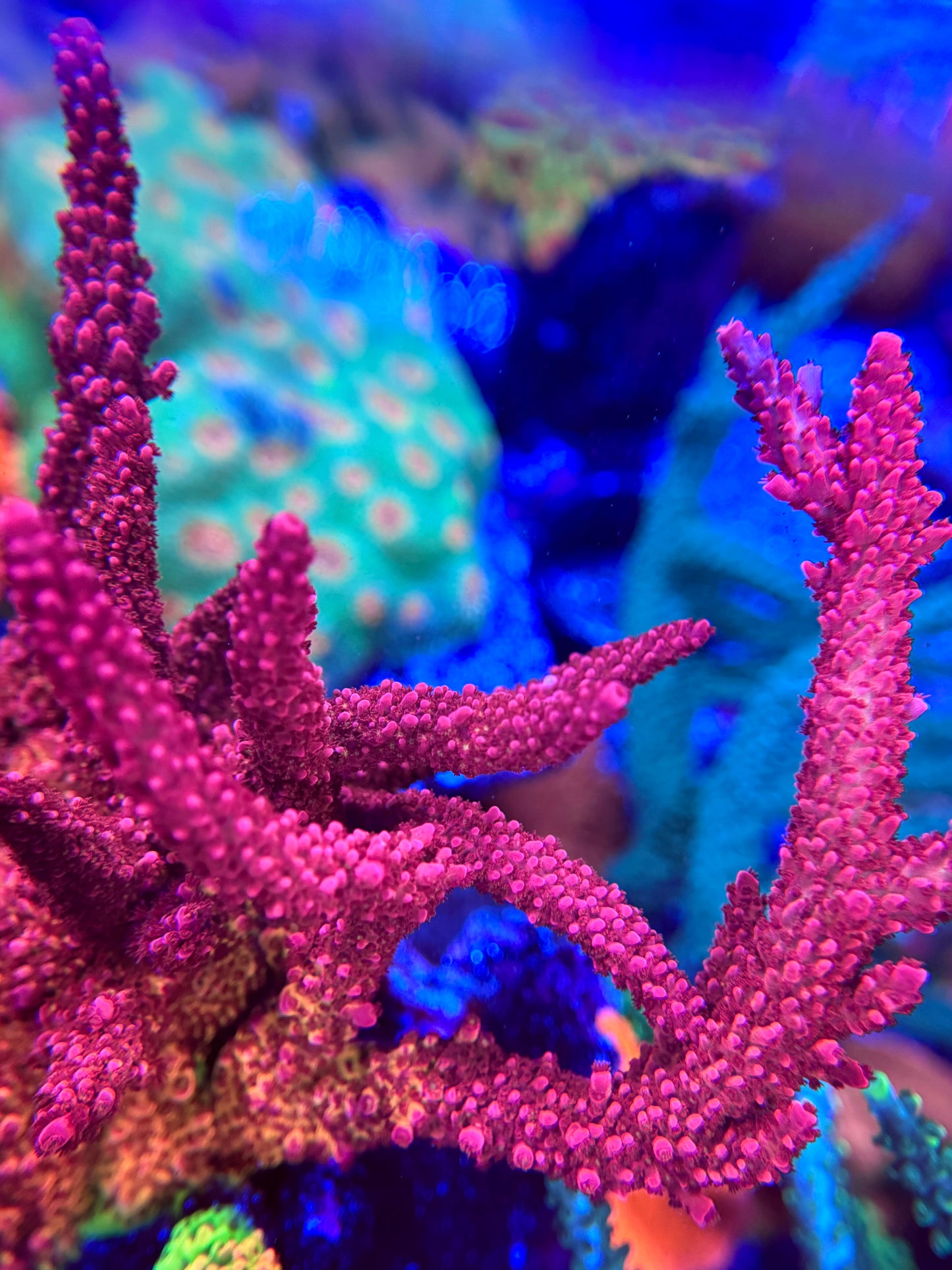 PC Rainbow Acropora