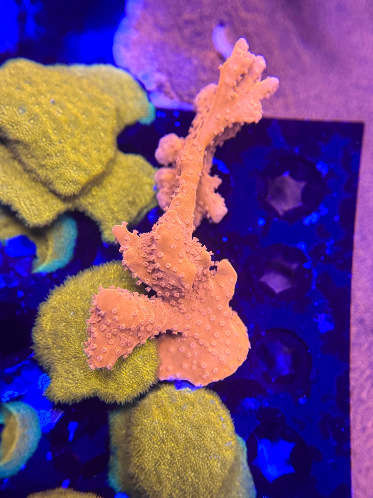 Orange Setosa Montipora