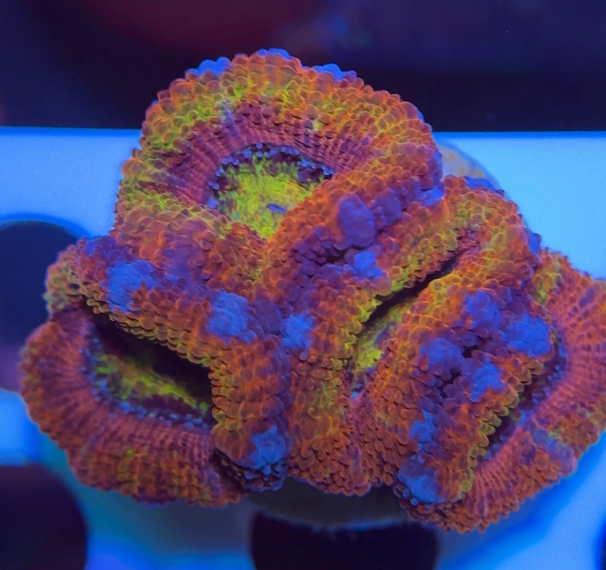 Ultra Rainbow Acan Lordhowensis