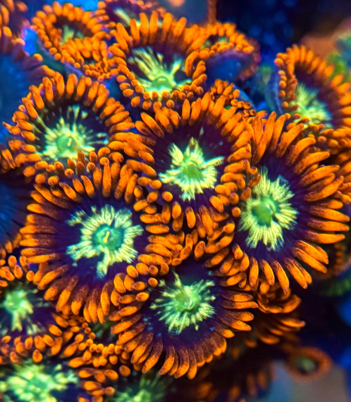 Ring of Fire Zoa Frag