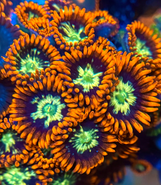 Ring of Fire Zoa Frag