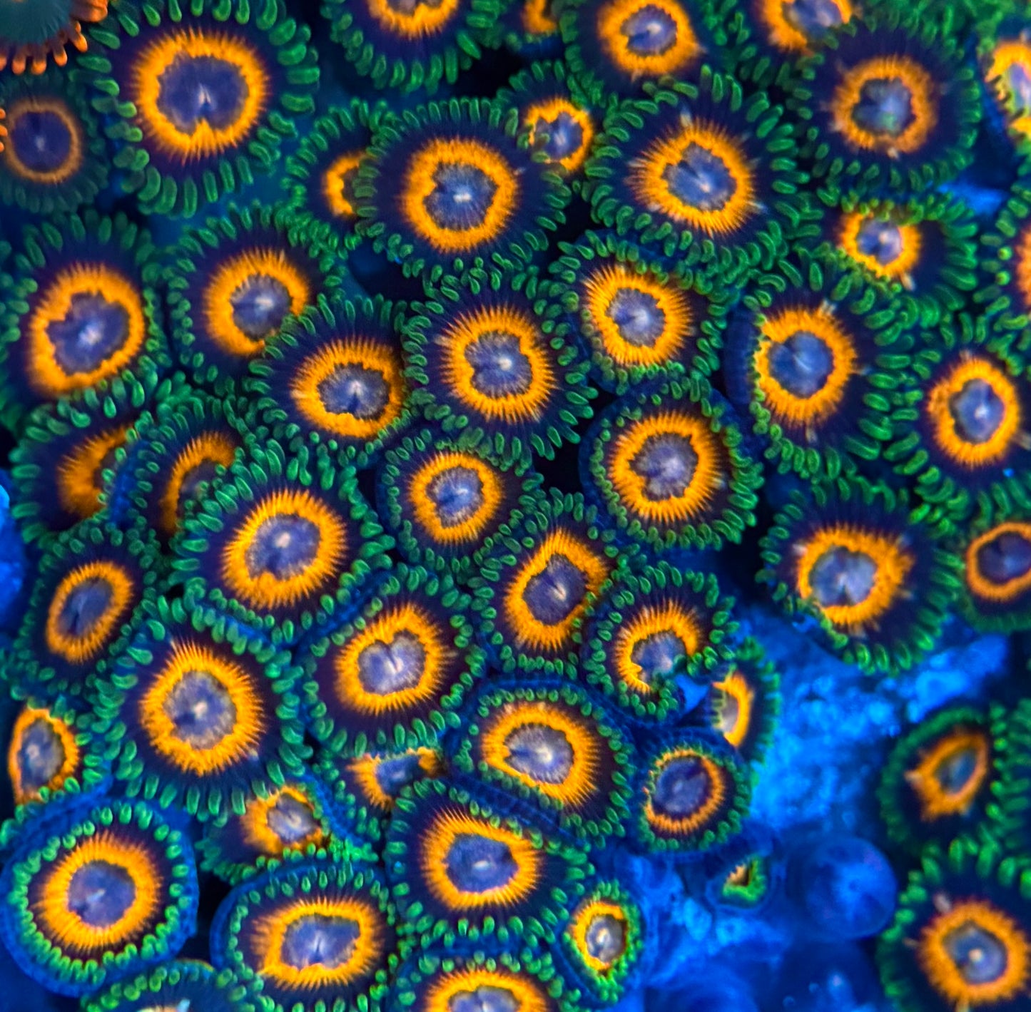 Super Saiyan Zoanthid Frag