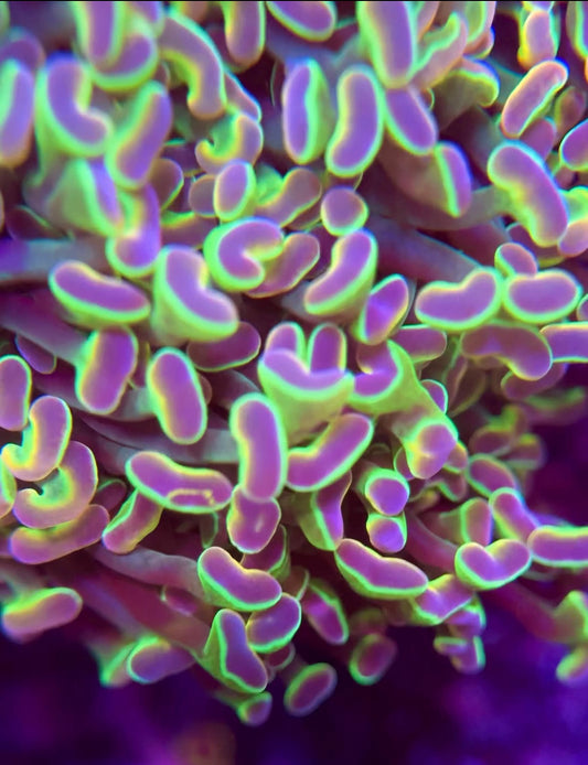 Hologram Branching Hammer Coral