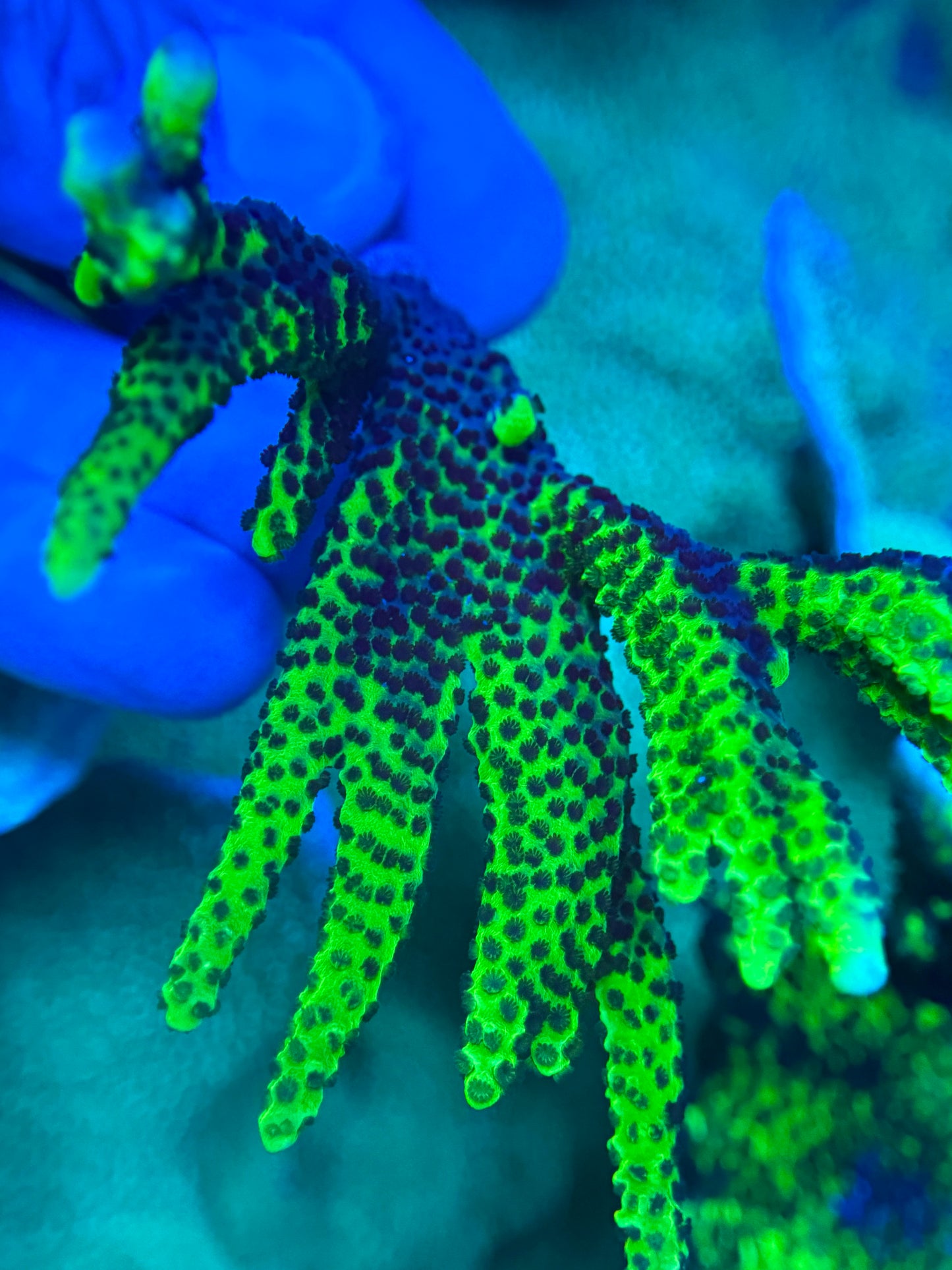 Branching Montipora Spongodes