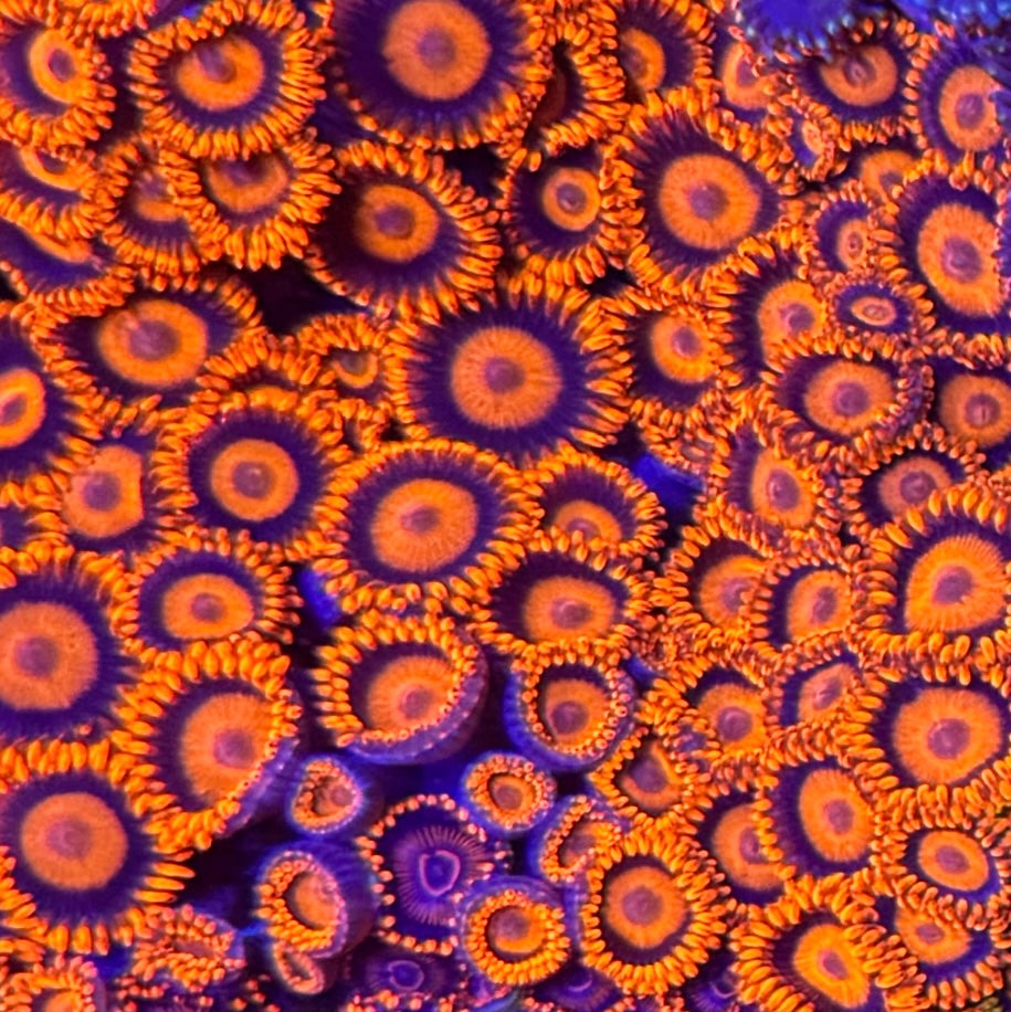 Orange Oxide Zoa Frag