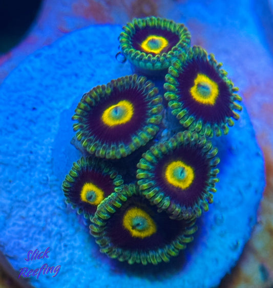 Green Hornet Zoanthid