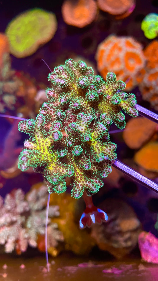 Green Pocillopora