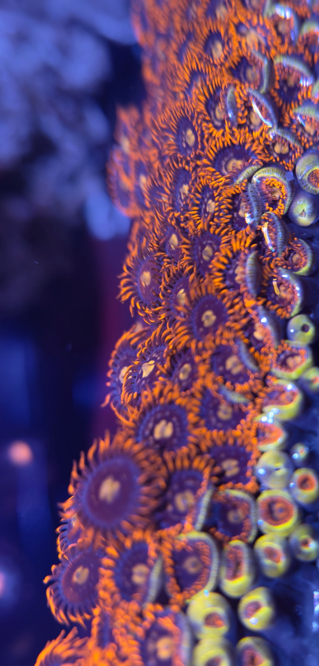 Fire Ice Zoa