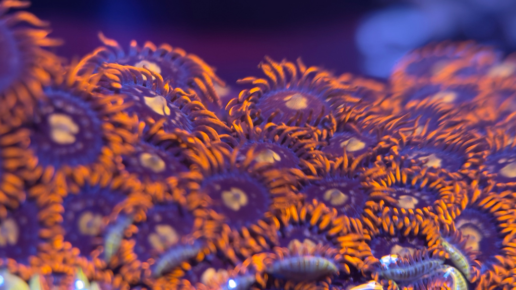 Fire Ice Zoa