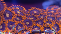 Fire Ice Zoa