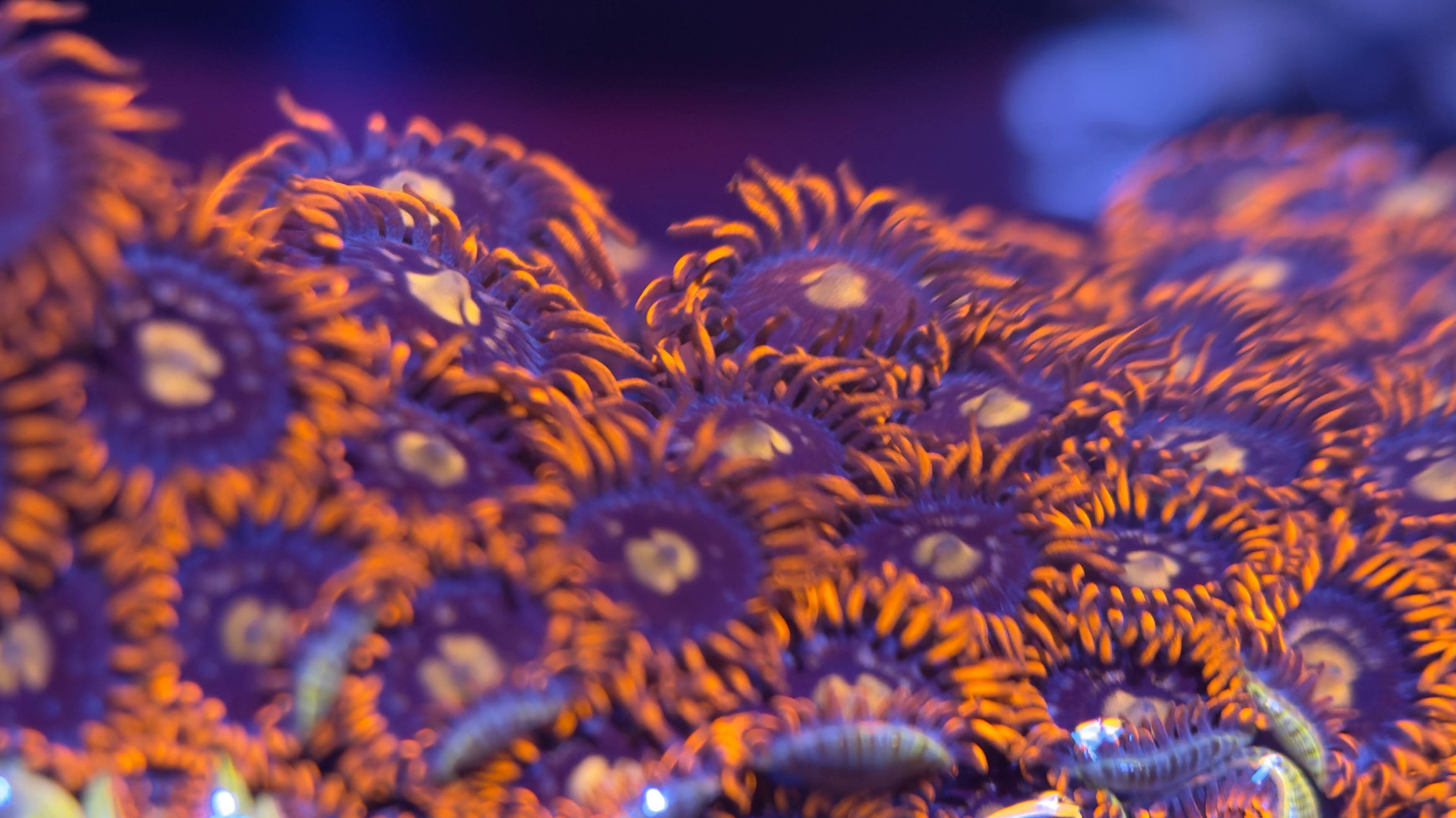 Fire Ice Zoa