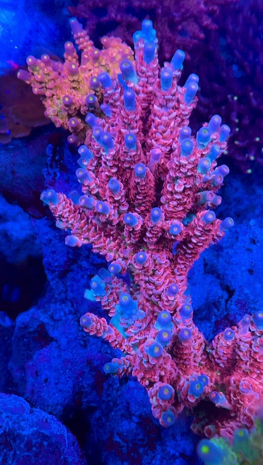 Freedom Pops Acropora