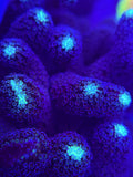 Milka Purple Stylophora