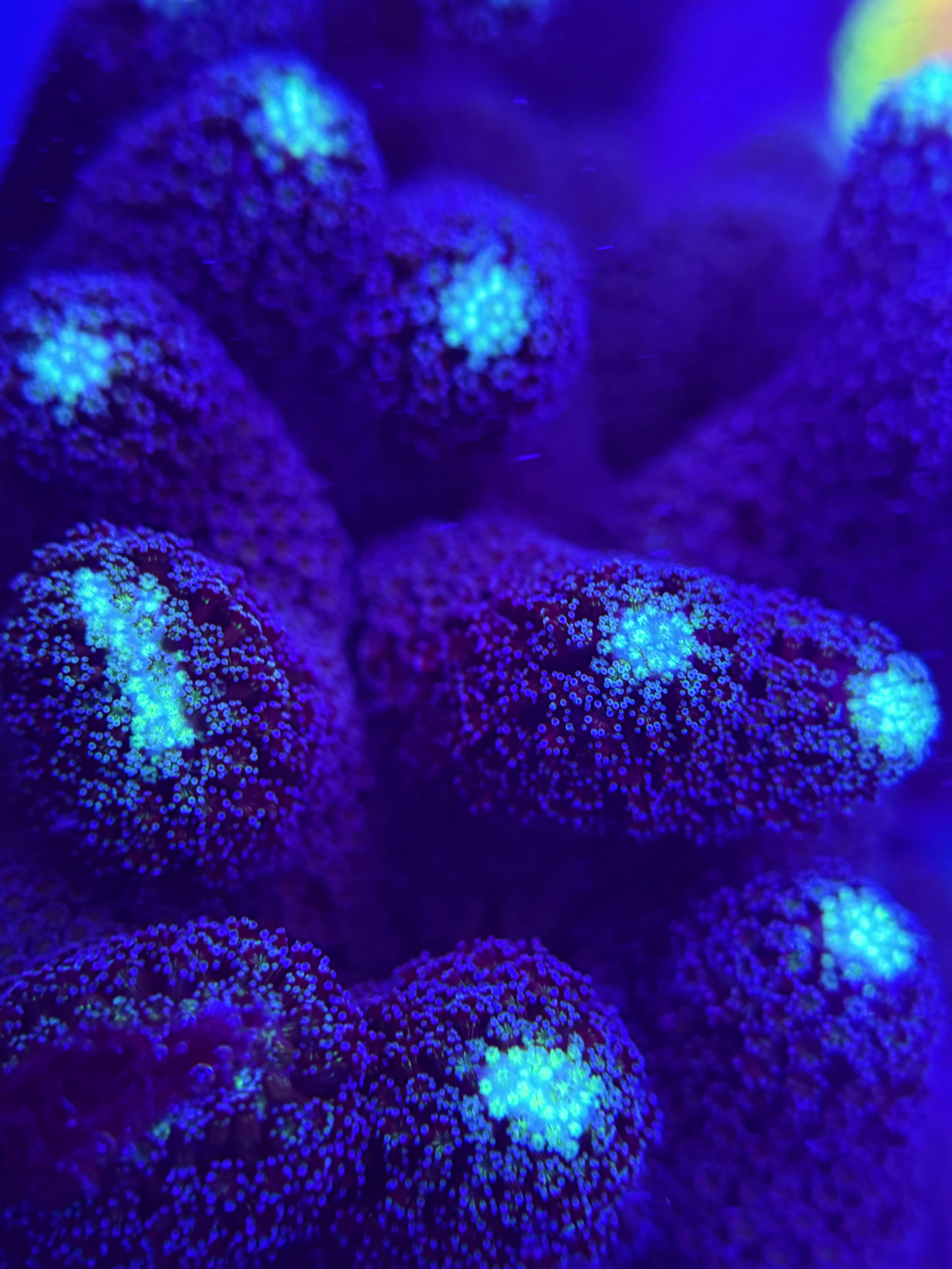 Milka Purple Stylophora