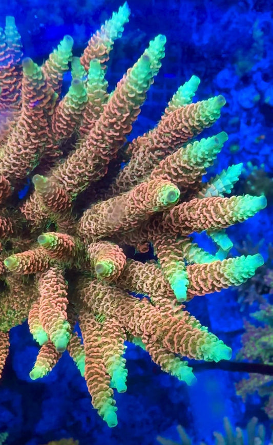 Solar Flare Millepora Acropora