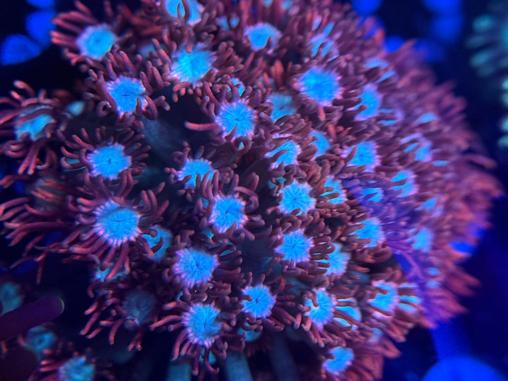 Bubblegum Pink Alveopora