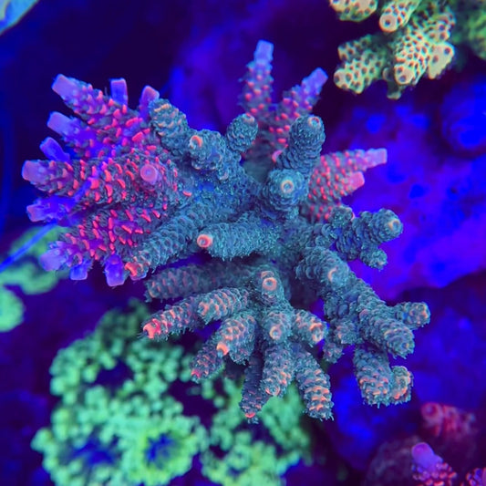 SR Watermelon Splice Acropora Frag