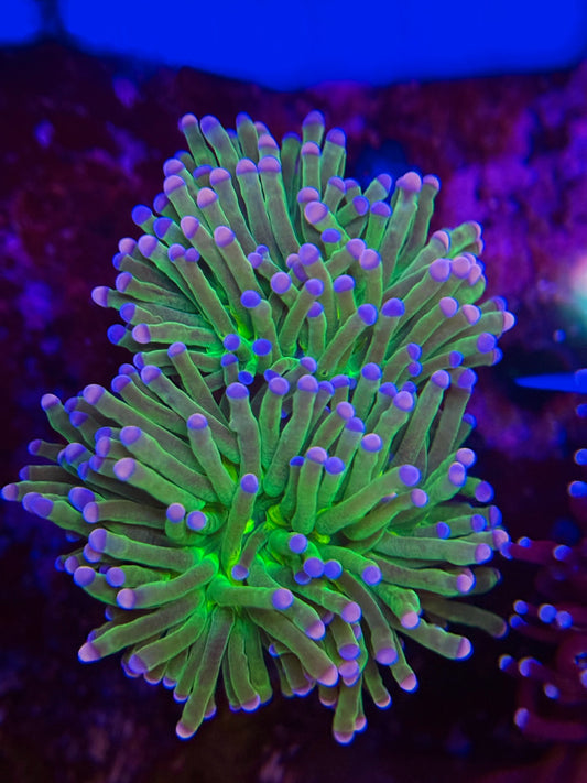 Cotton Candy Torch Coral