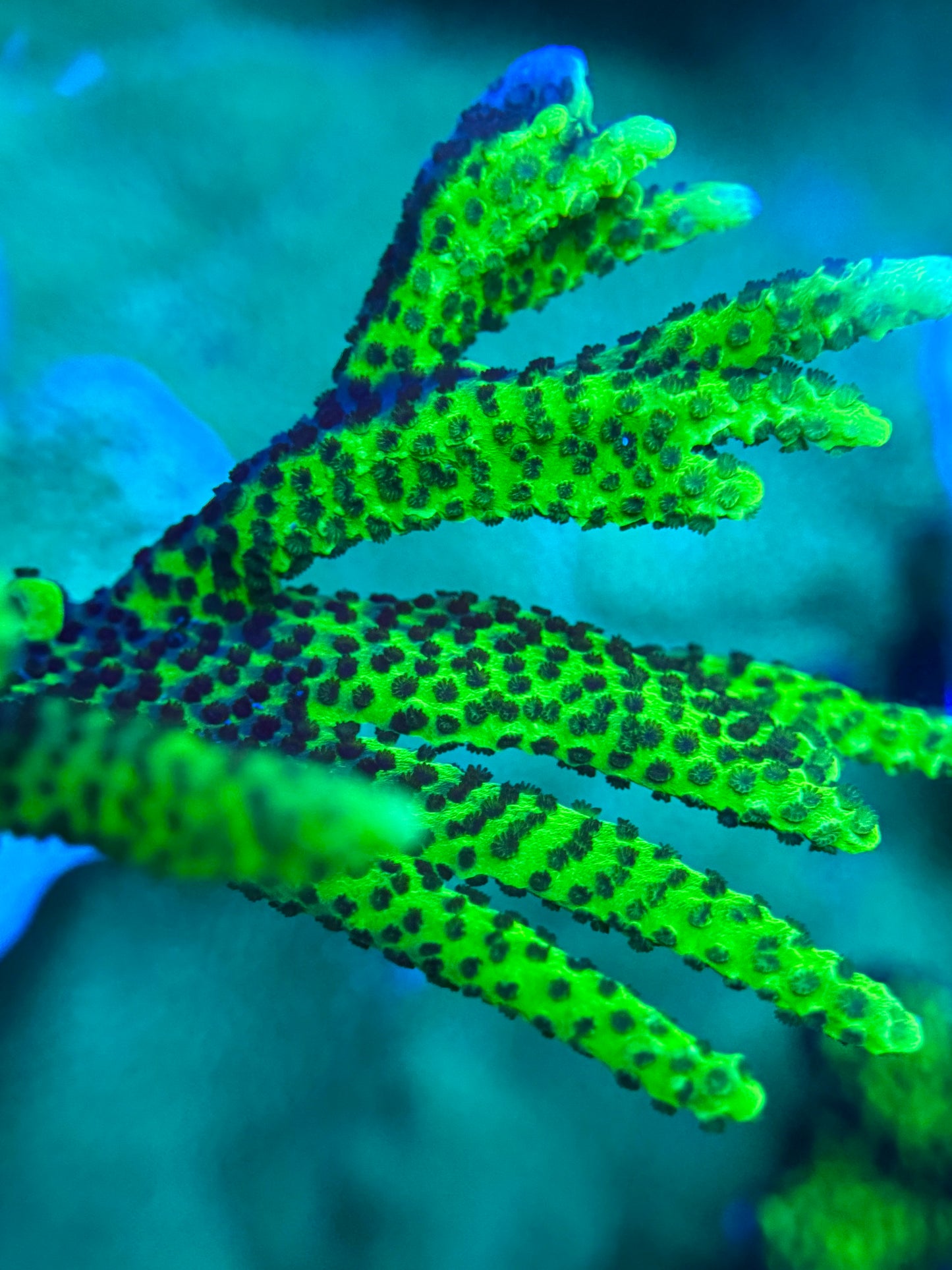 Branching Montipora Spongodes