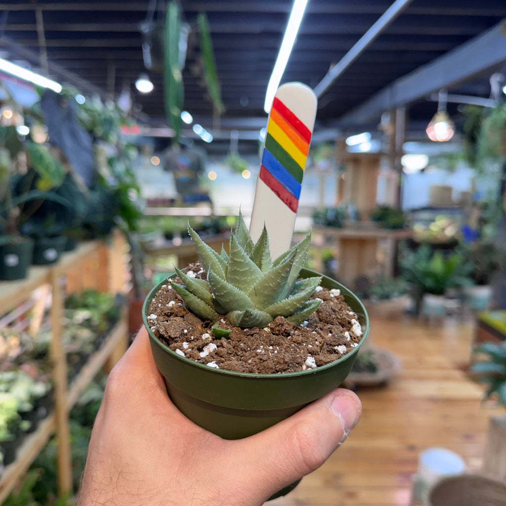 Gasteraloe 'Kabela'