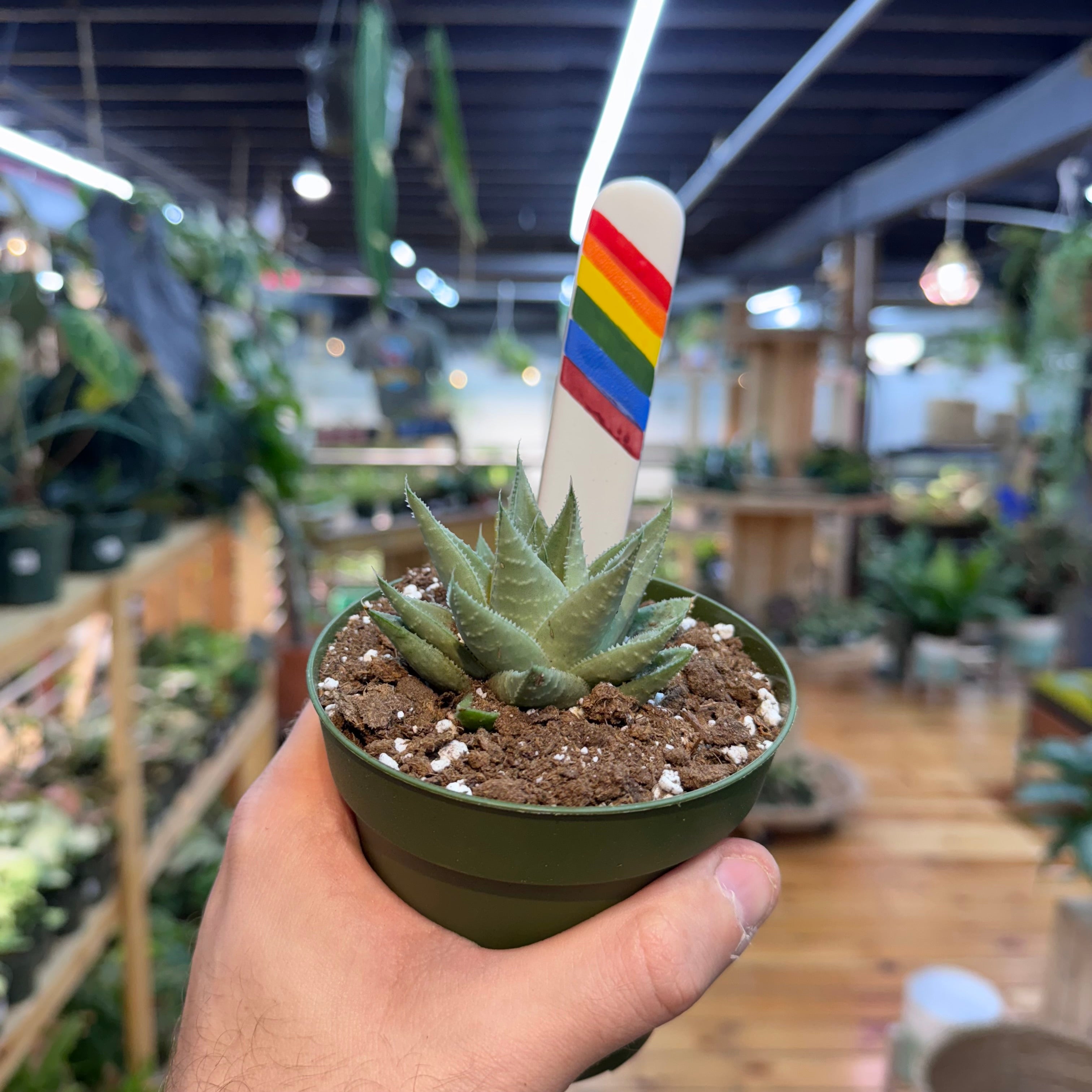 Gasteraloe 'Kabela'