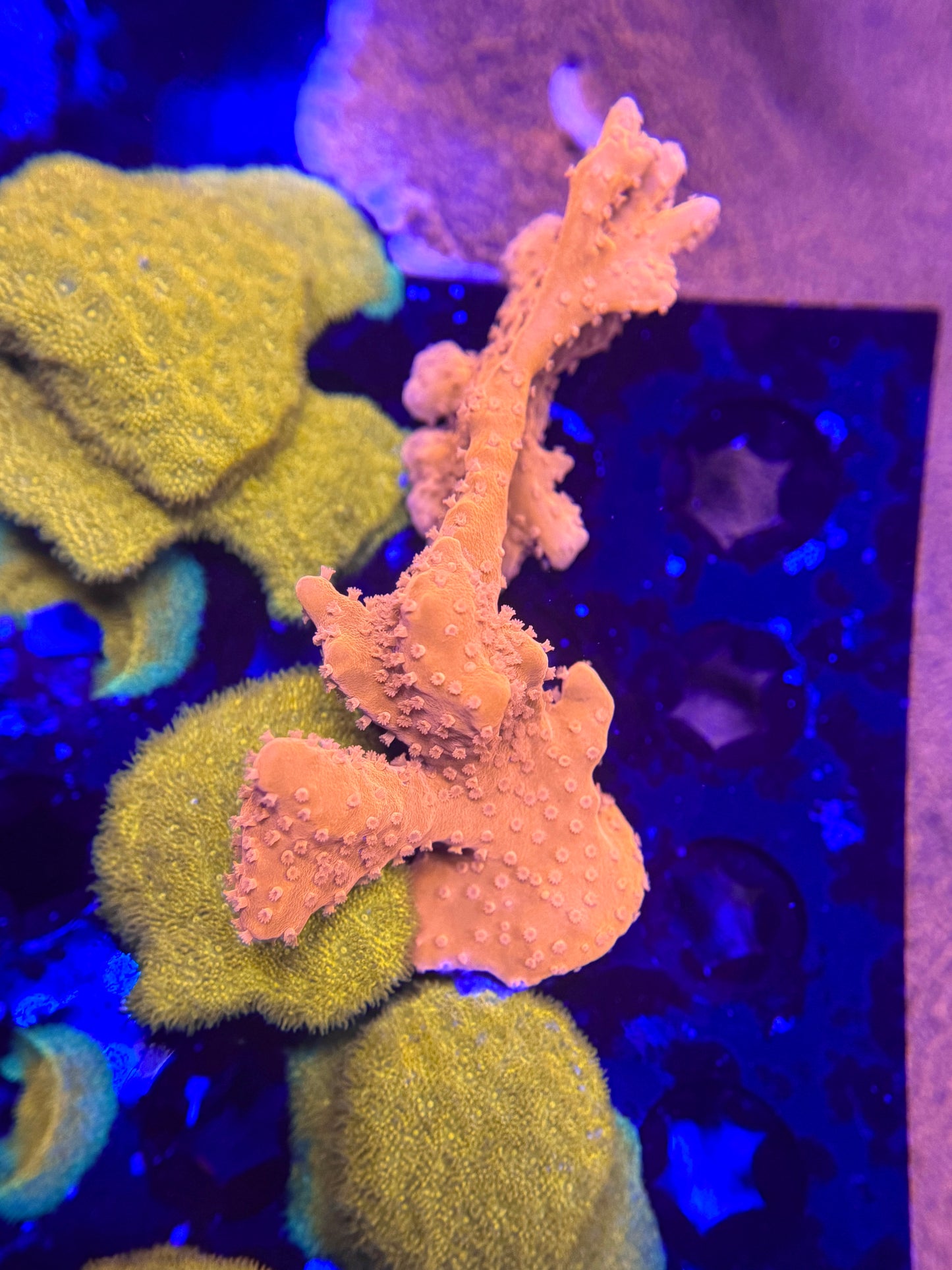 Orange Setosa Montipora