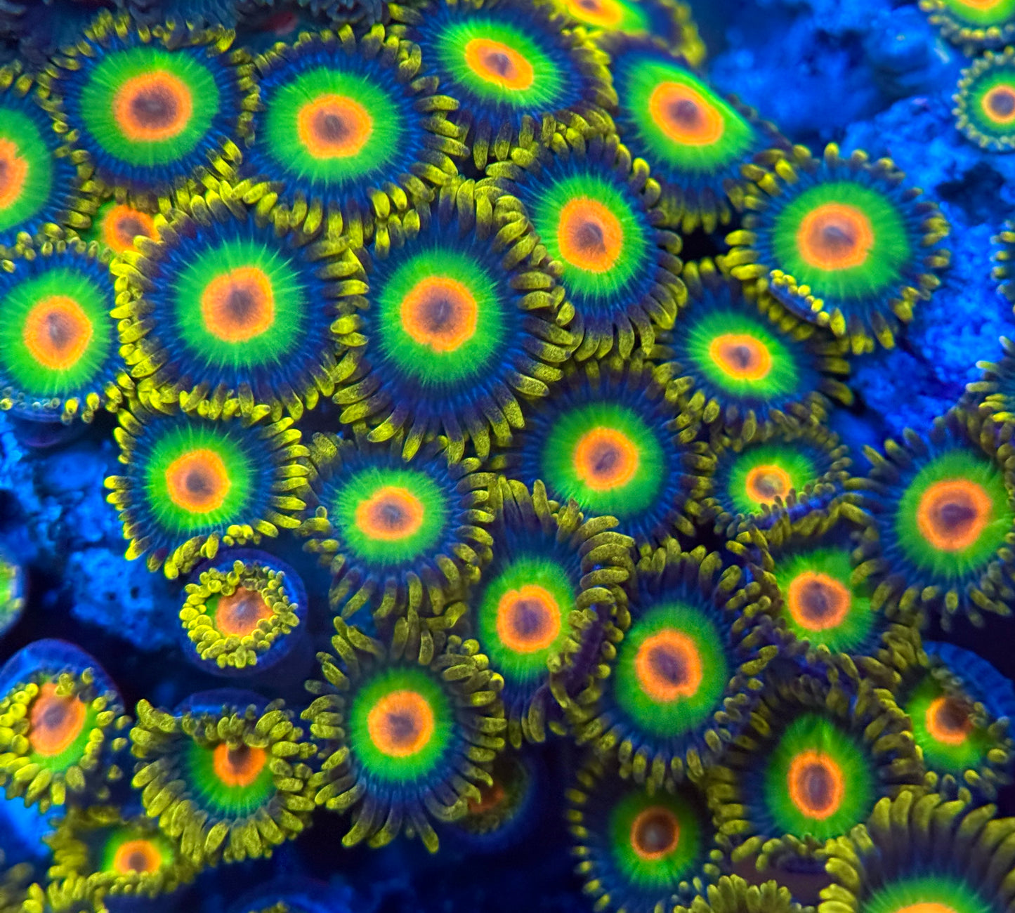 Rasta Zoanthid Frag