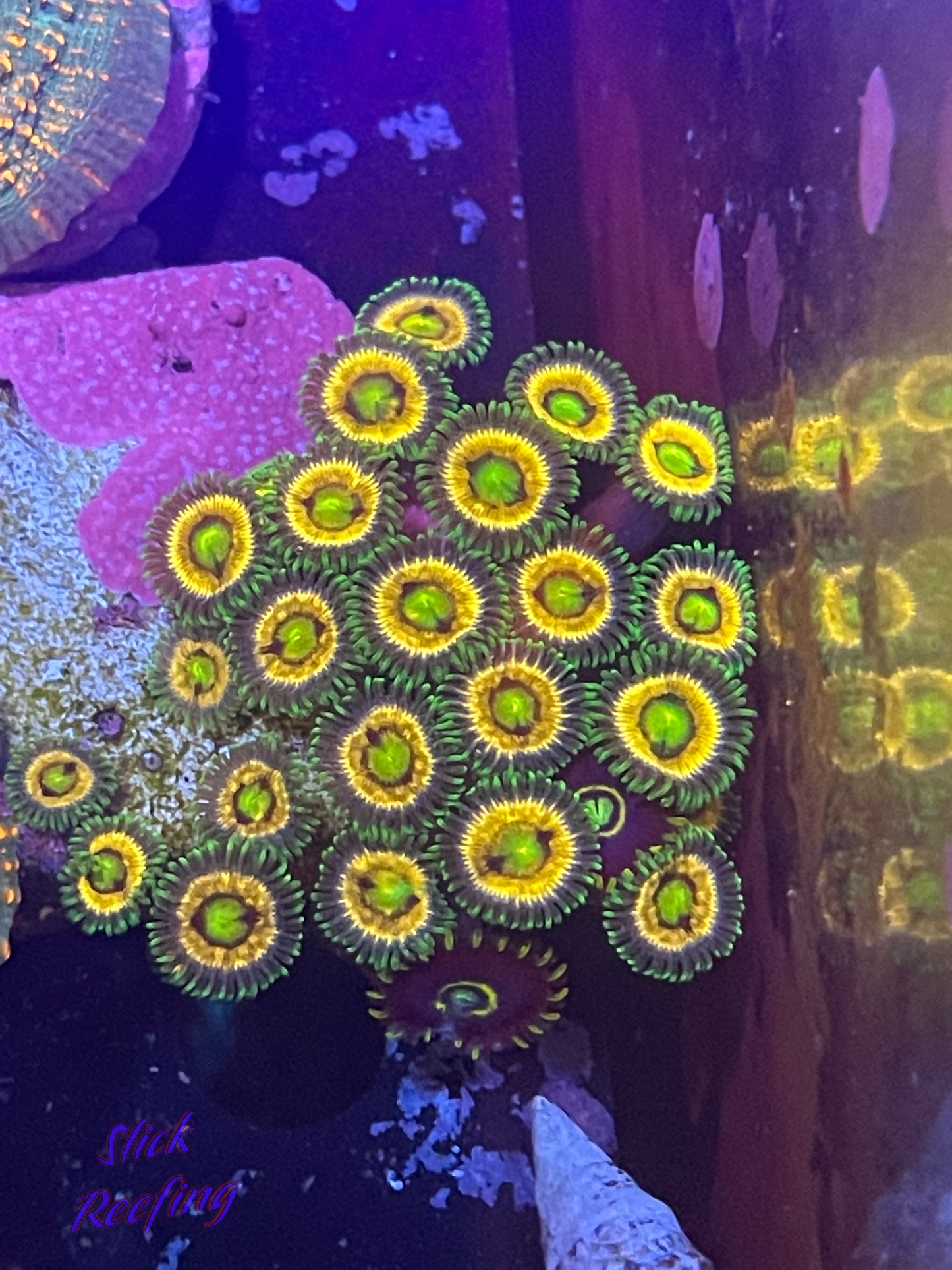 Laser Lemon Zoa Frag