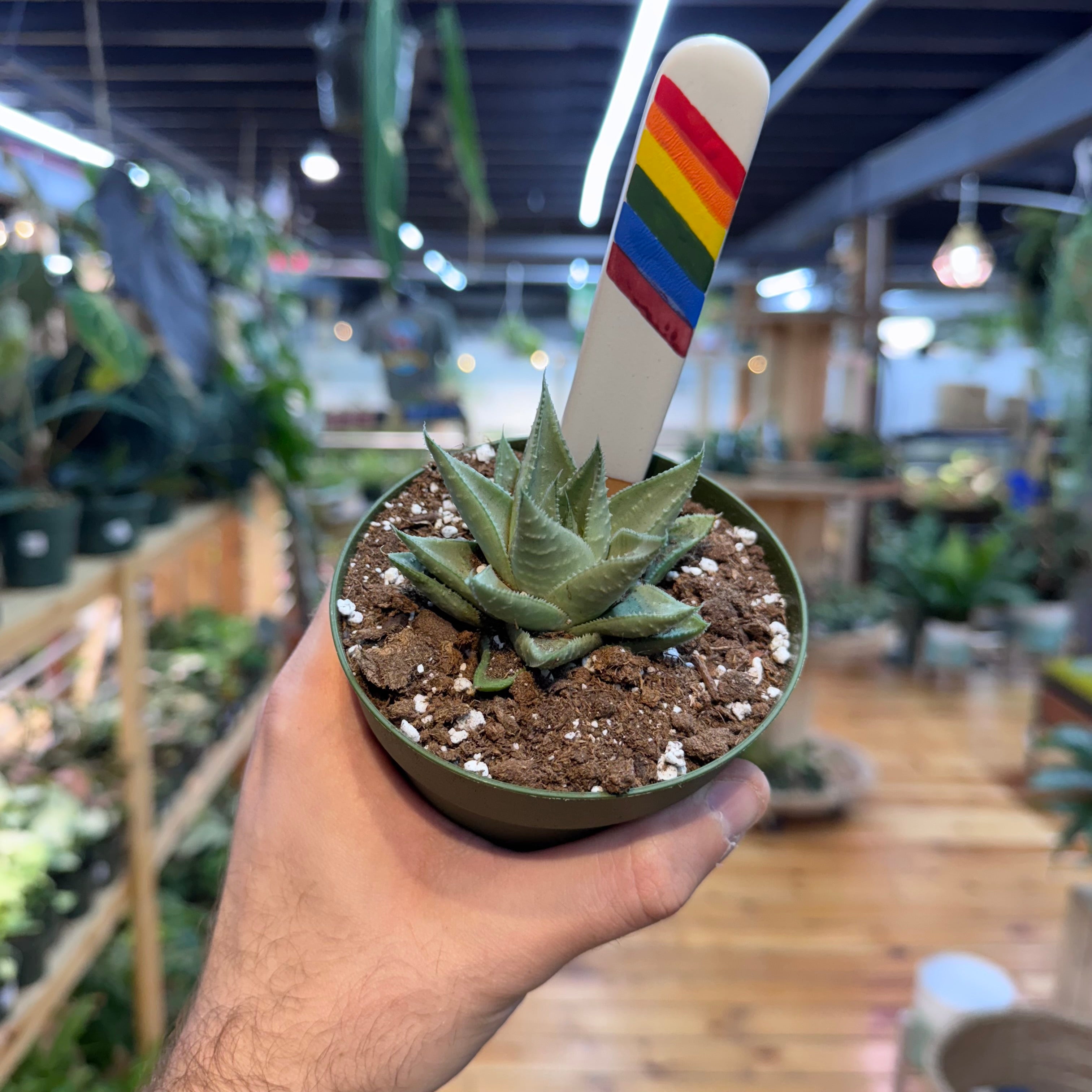 Gasteraloe 'Kabela'