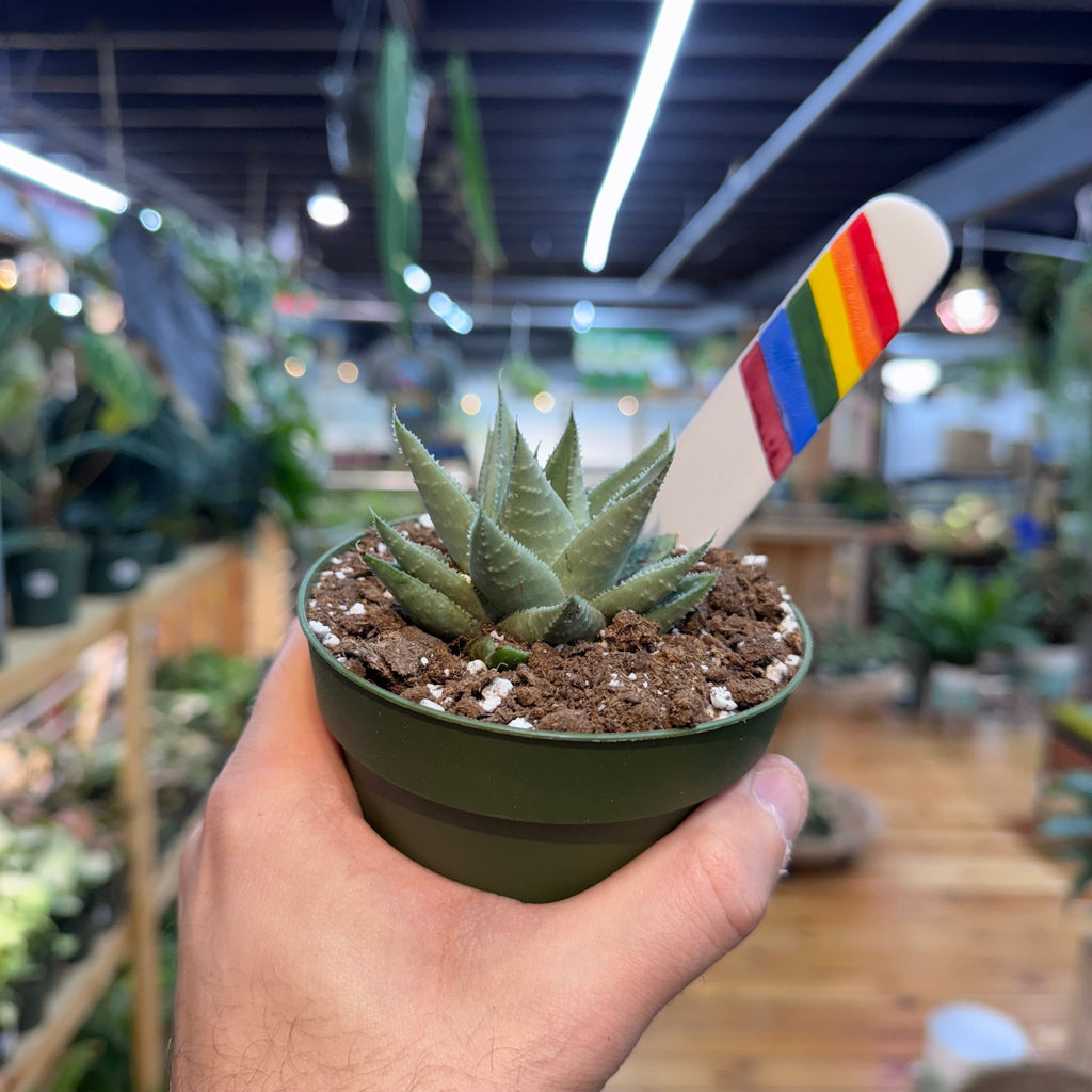 Gasteraloe 'Kabela'