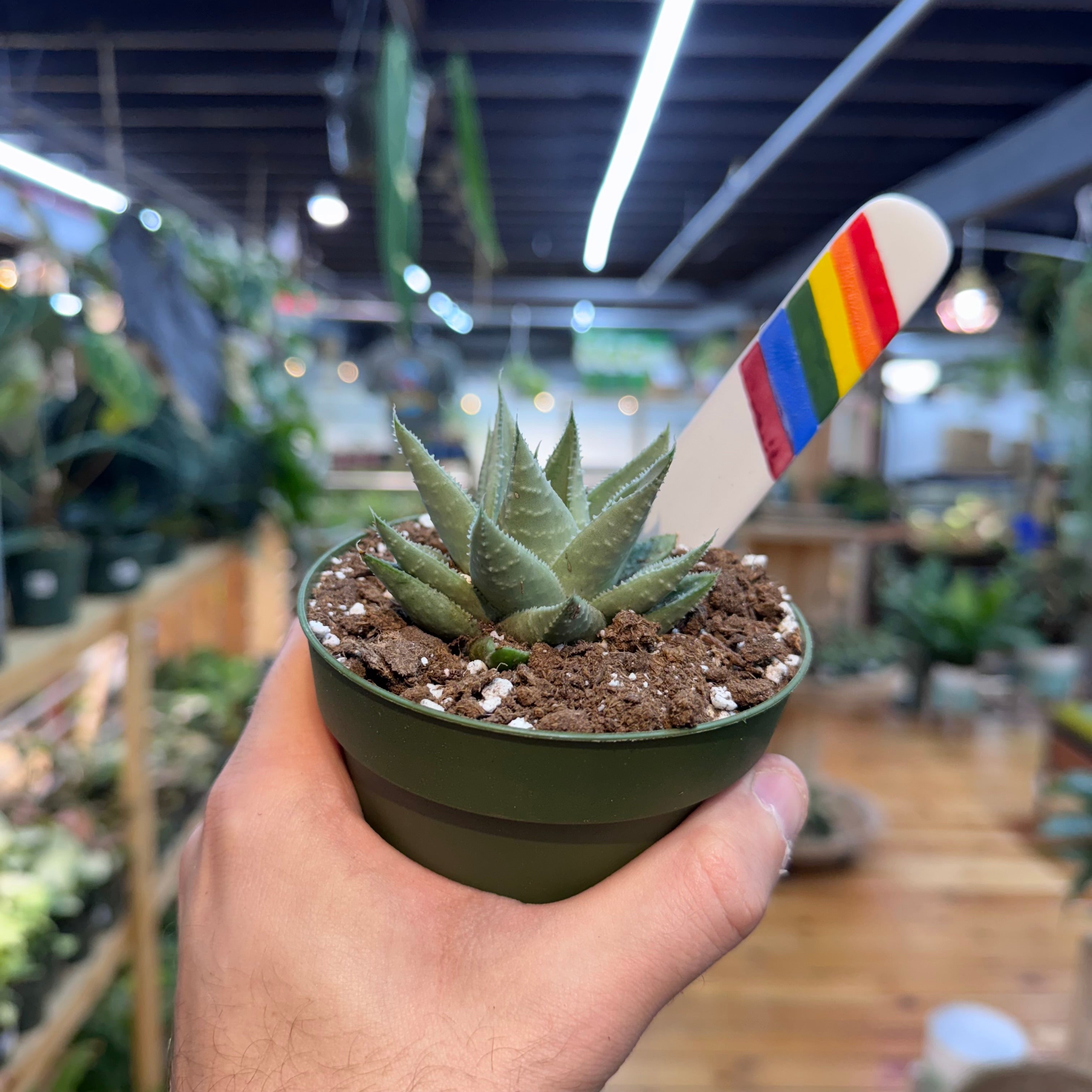 Gasteraloe 'Kabela'