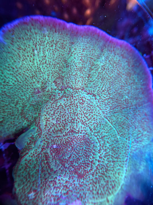 Mind Trick Montipora