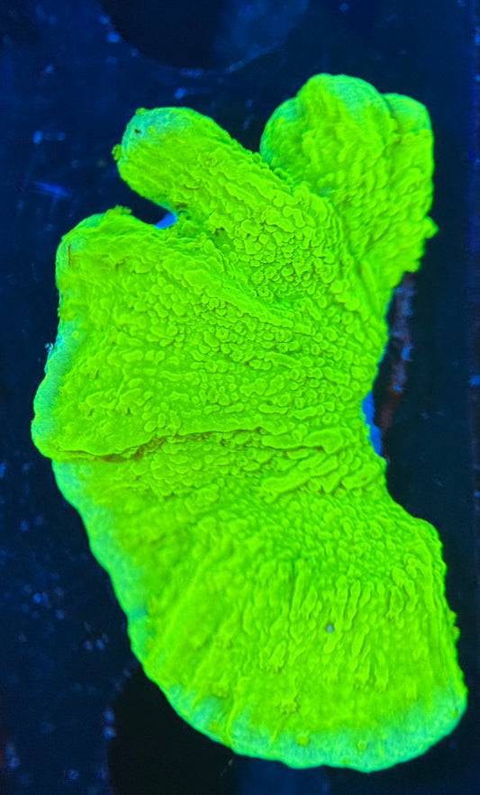 WYSIWYG Neon Green Montipora