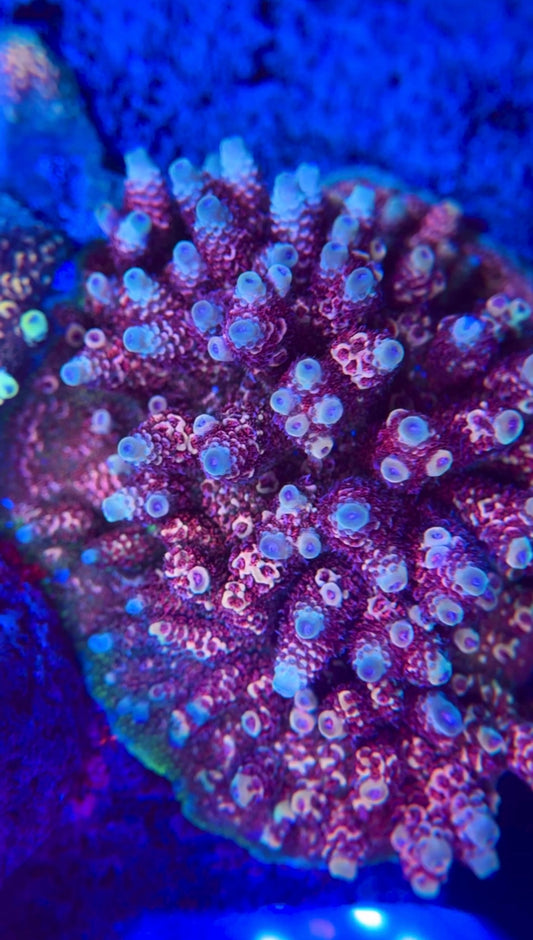 SR San Fran Millepora Acropora