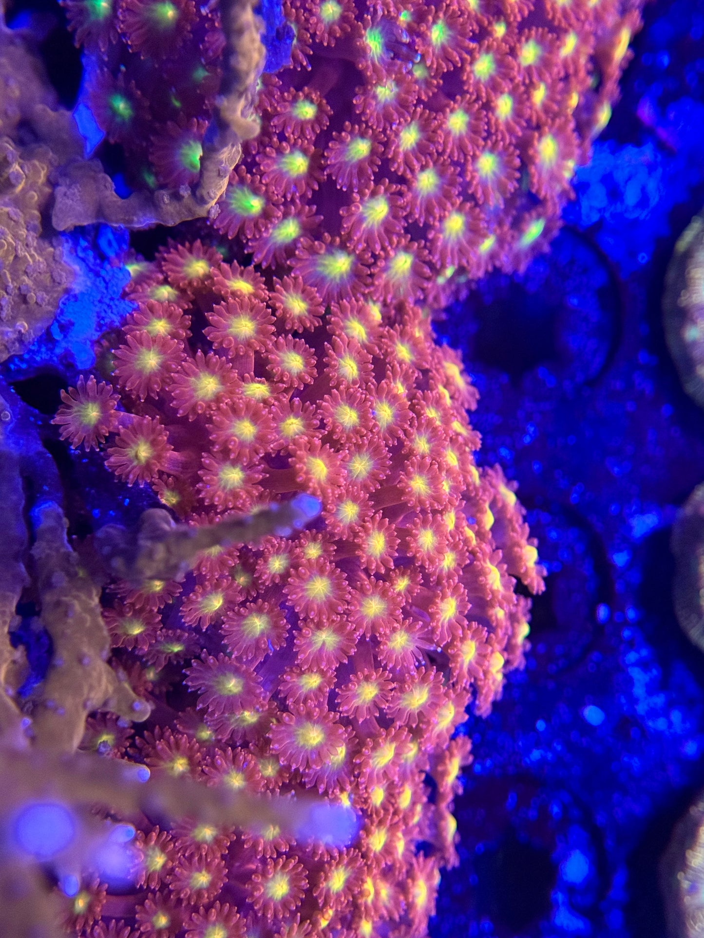 Starburst Goniopora