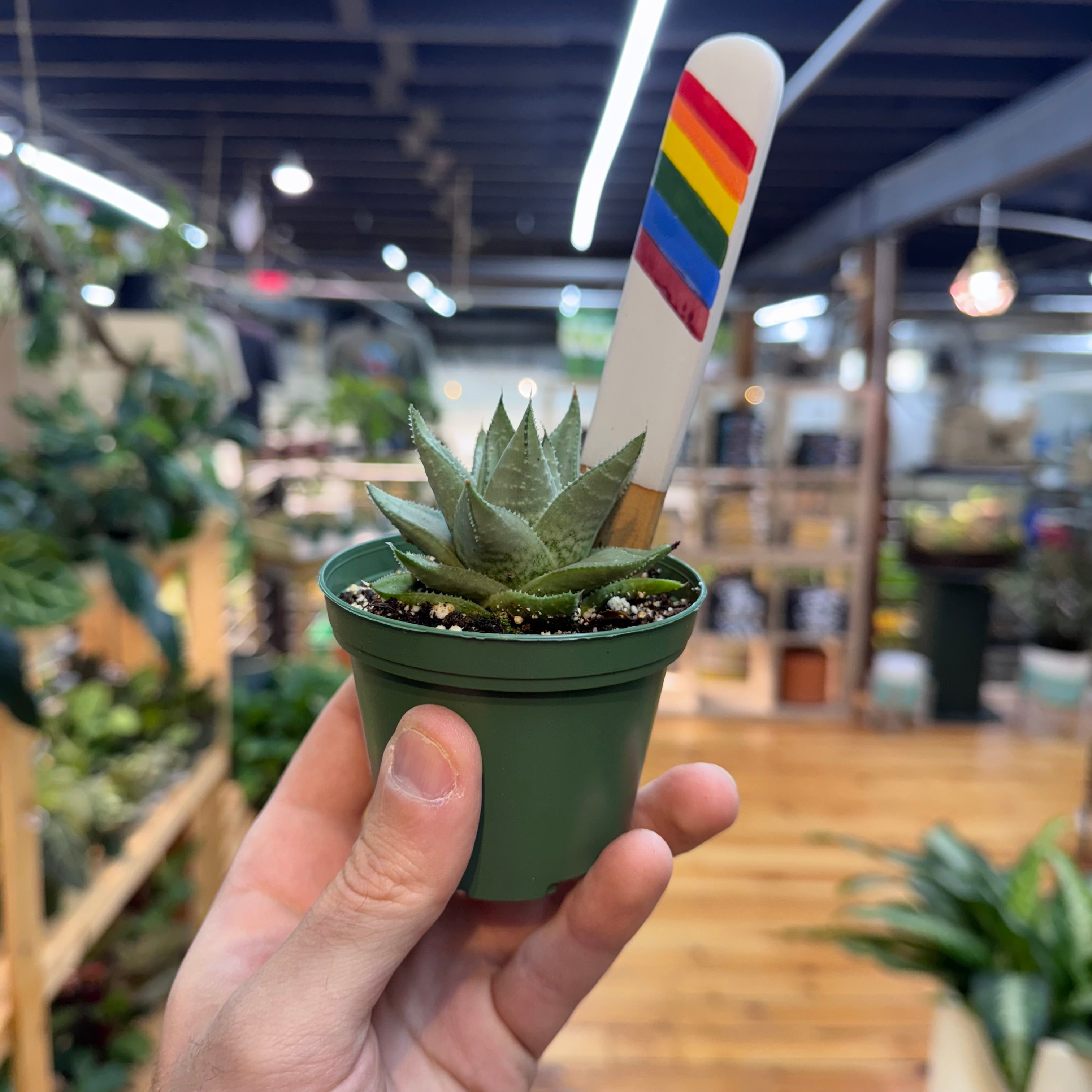 Gasteraloe 'Kabela'