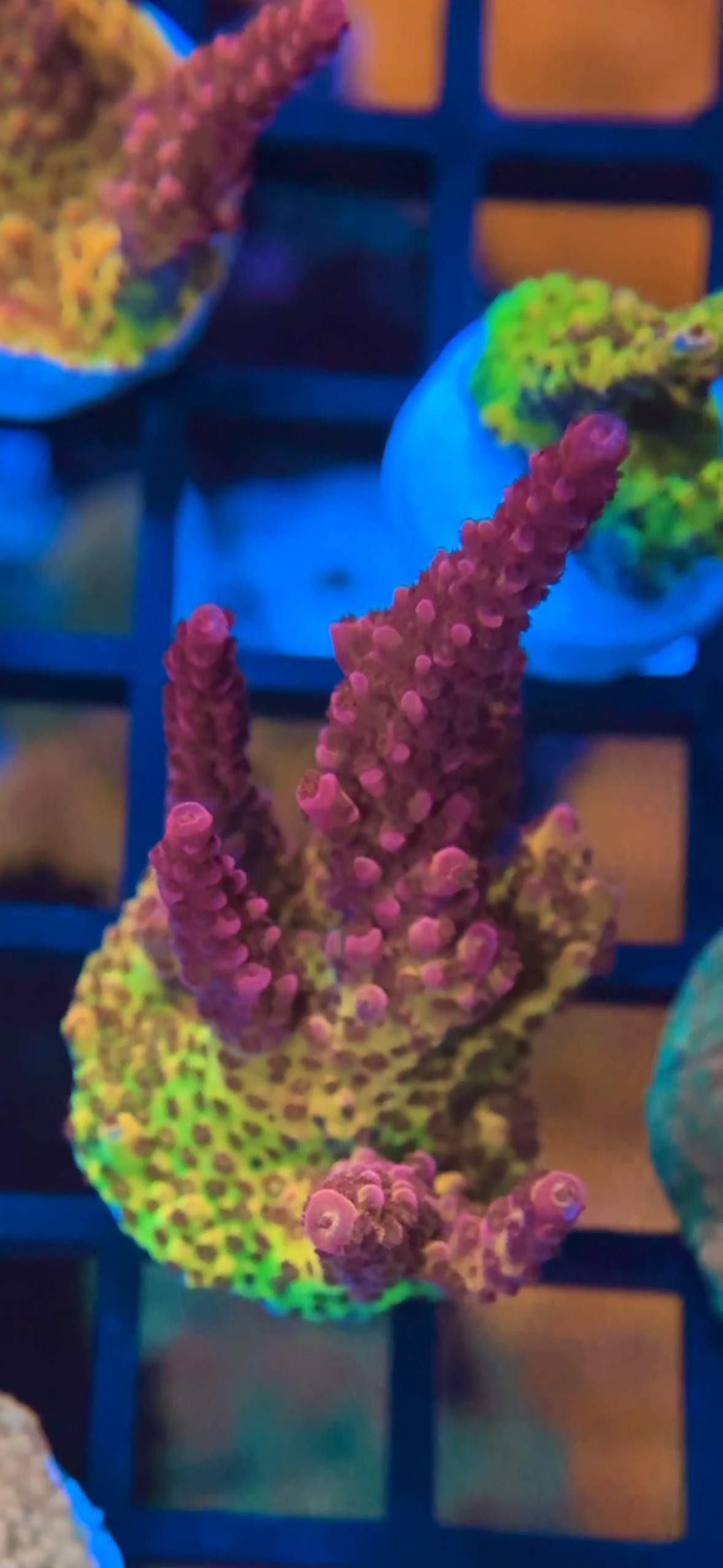 PC Rainbow Acropora